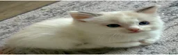 Ragdoll cats for sale: GCCF REGISTERED DNA TESTED PARENTS - Advert 29