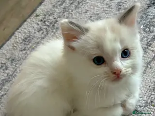 Ragdoll cats GCCF REGISTERED DNA TESTED PARENTS - Advert 5
