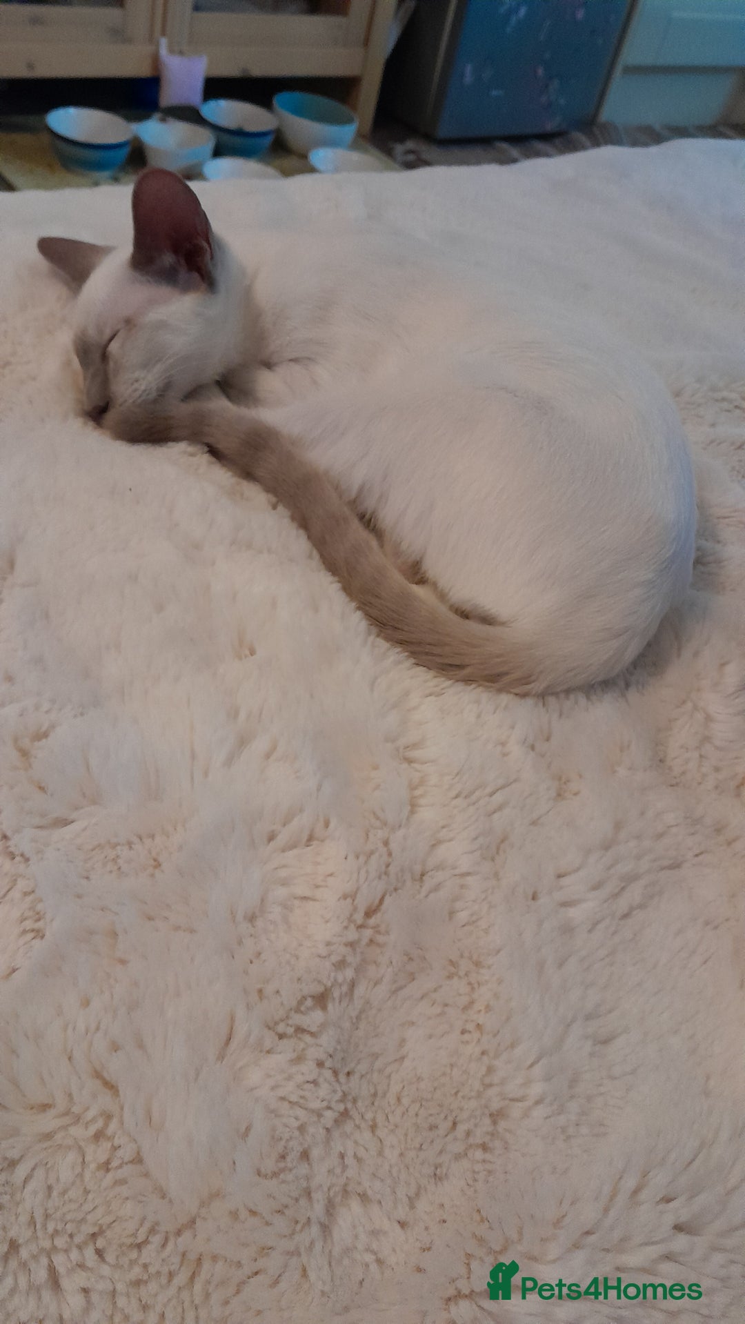 Siamese cats for sale: 3 boys for sale - Advert 10