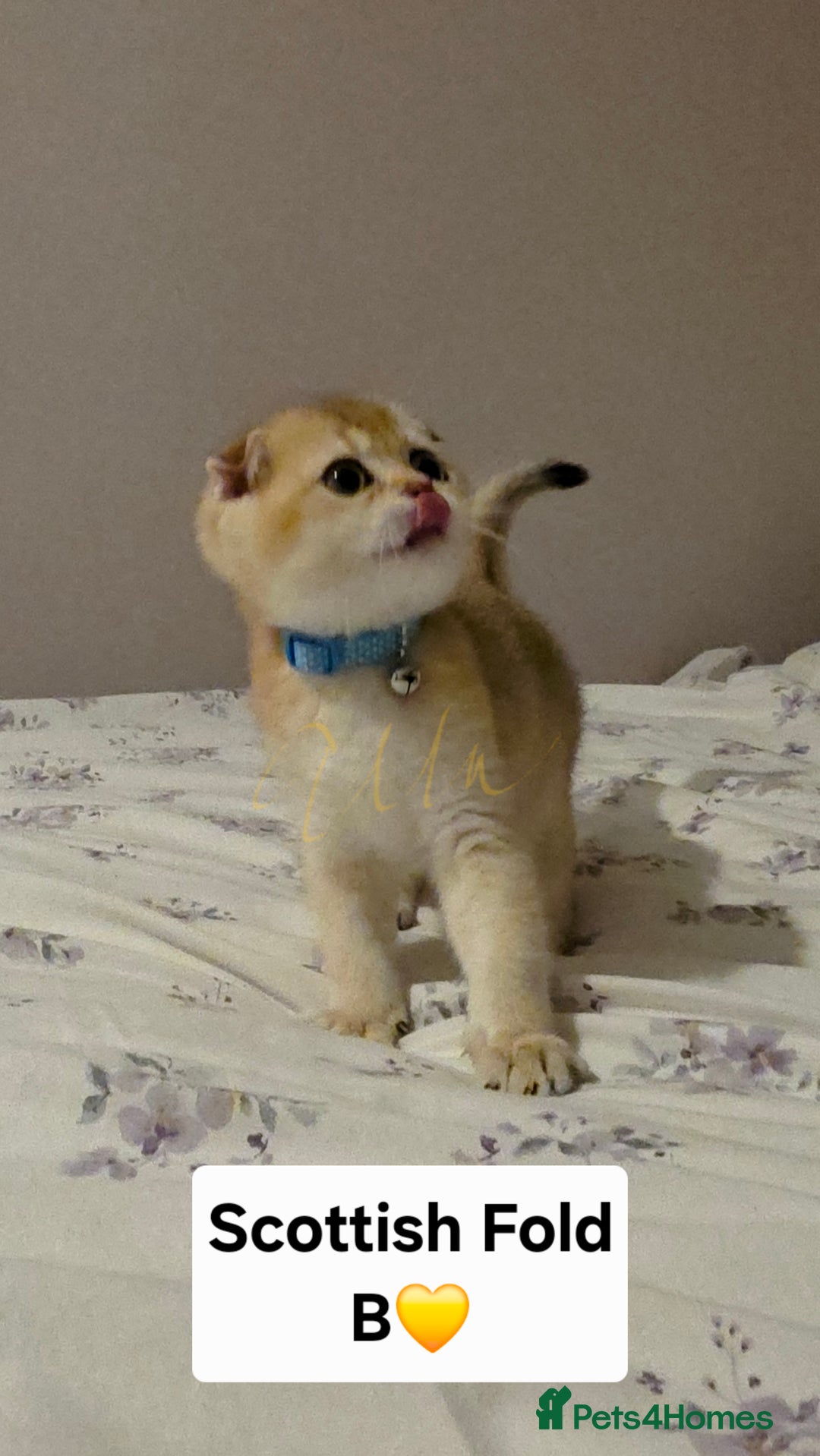 Scottish Fold cats for sale: Purebred Golden chinchilla TICA registered - Image 12