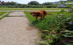 Golden Retriever dogs for sale: KC Registered Golden Retriever Pups - Image 11