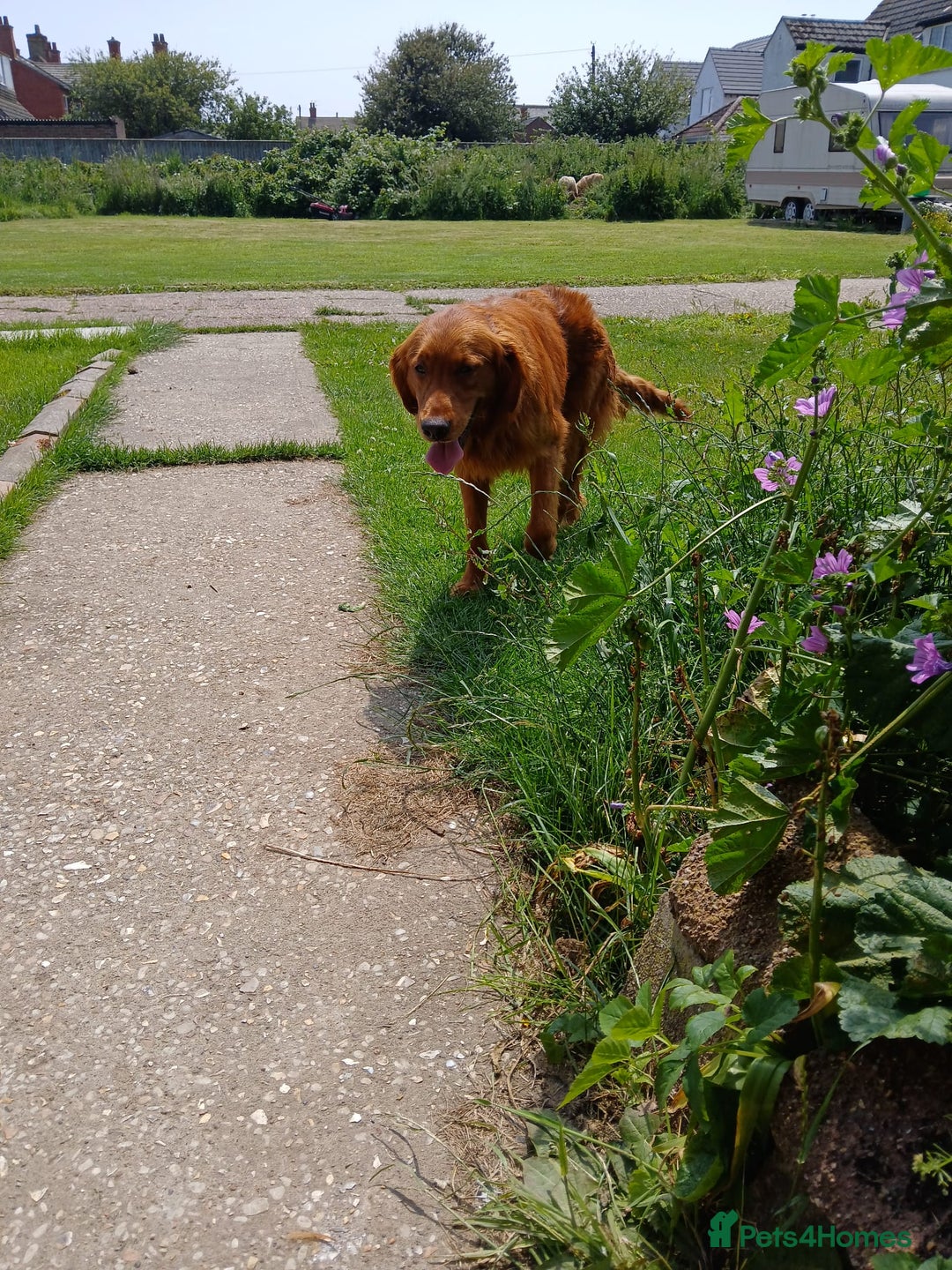 Golden Retriever dogs for sale: KC Registered Golden Retriever Pups - Image 11