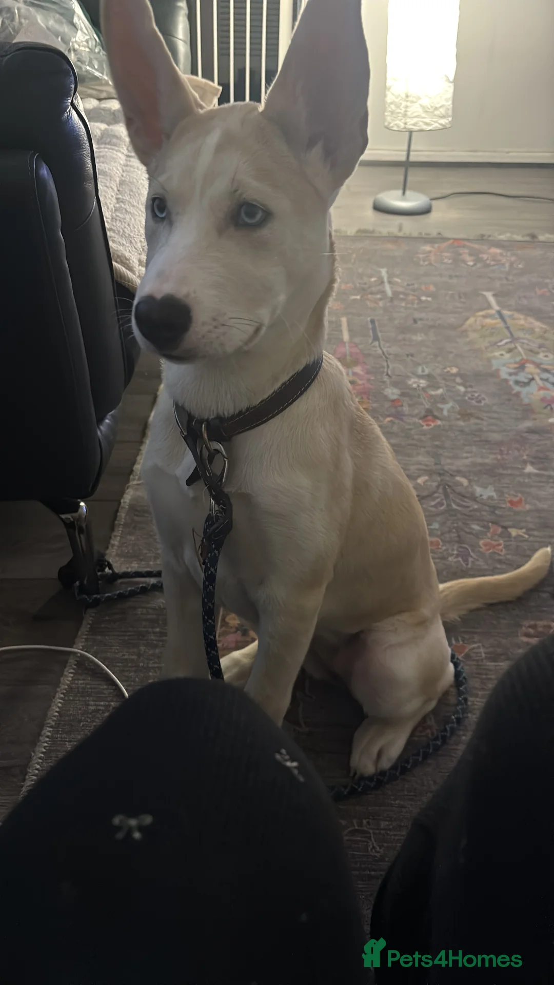 Mixed Breed dogs for sale: Meet Nala - Advert 2