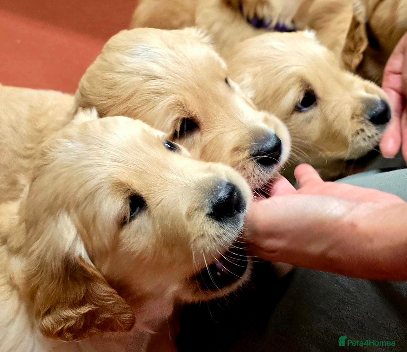 Golden Retriever dogs Fully health tested golden retriever puppys - Advert 7