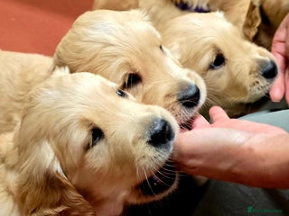 Golden Retriever dogs Fully health tested golden retriever puppys - Advert 2