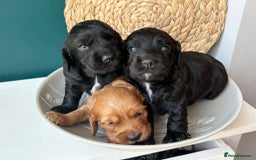 Cocker Spaniel dogs for sale: KC Working cocker spaniel puppies  - Image 3