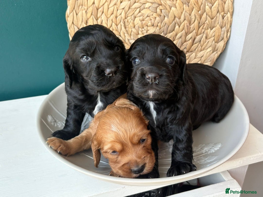 Cocker Spaniel dogs for sale: KC Working cocker spaniel puppies  - Image 3