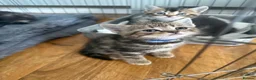Scottish Fold cats for sale: Scottish fold kittens  - Advert 8