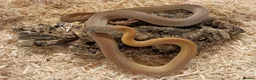 Corn Snake reptiles for sale: Beautiful, Captive-Bred Corn Snakes – DJL Exotics - Advert 4
