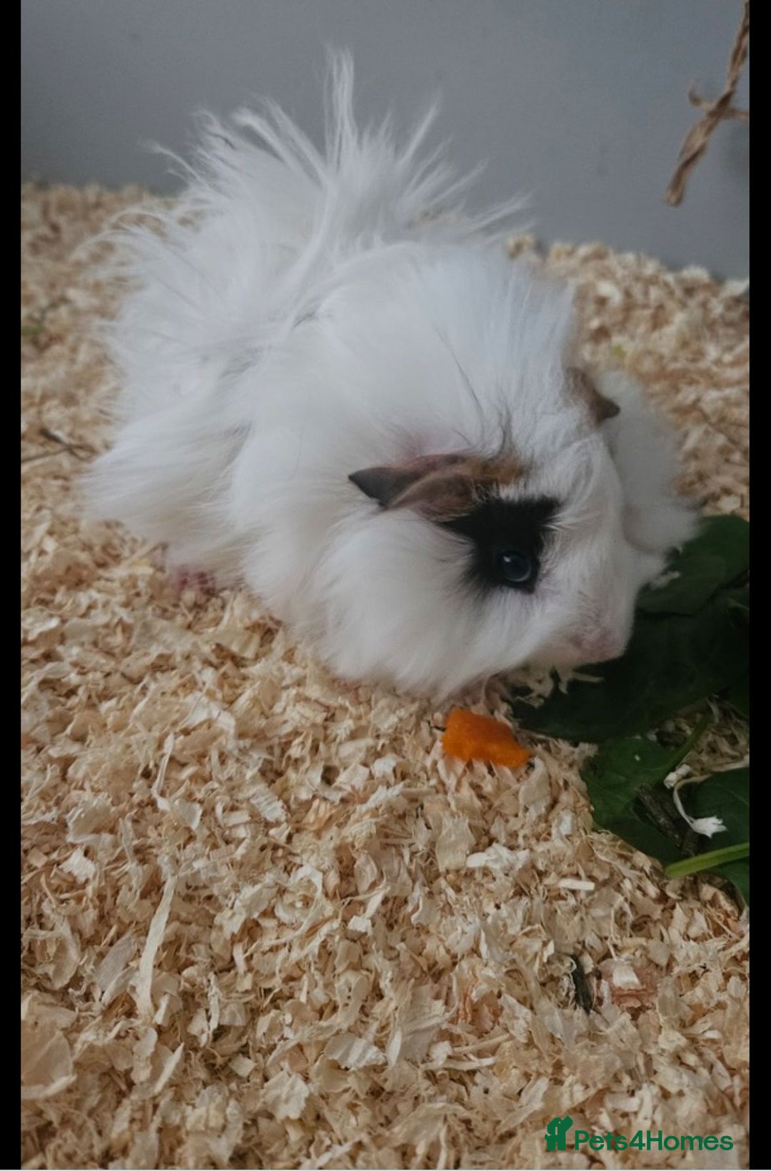 Guinea Pig rodents for sale: Two male guinea pigs brothers  - Advert 2