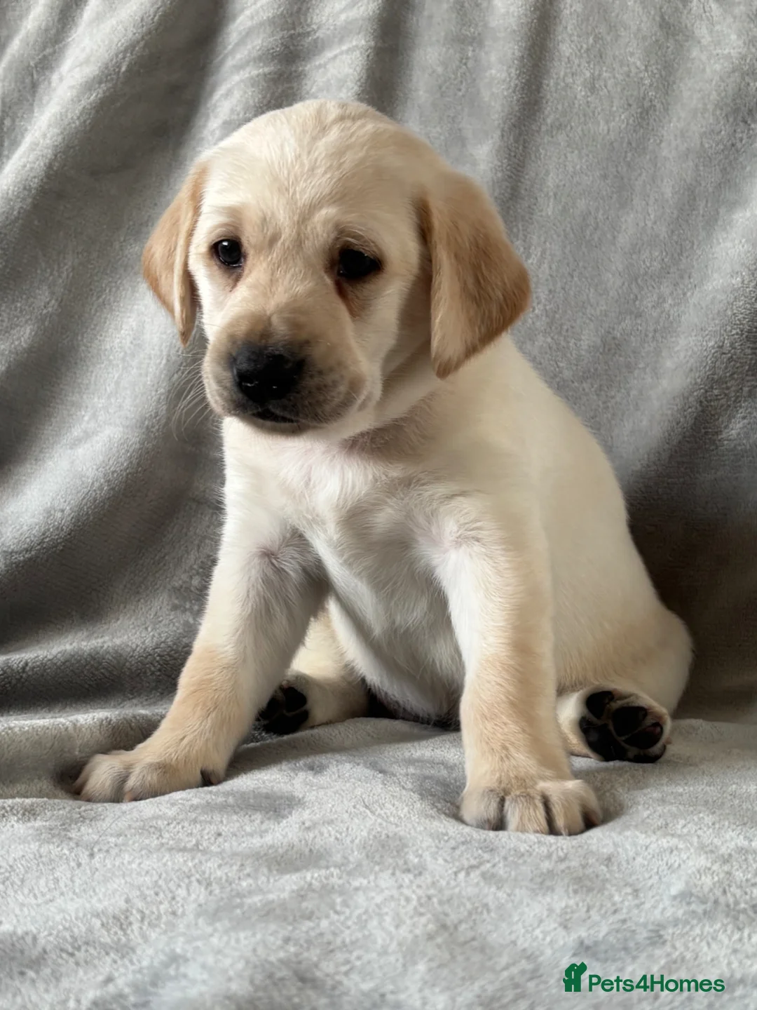 Labrador Retriever dogs for sale: Kc registered labrador puppies - Advert 7