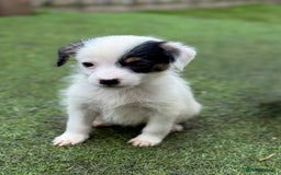 Jack Russell dogs for sale: The cutest little Jack Russel pups ❤️ - Image 4
