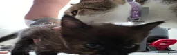 Mixed Breed cats for sale: Ready now Beautiful kittens - Advert 6