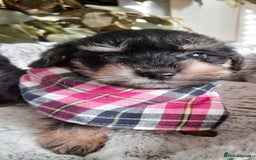 Mixed Breed dogs for sale: Adorable Scnoodle Puppies  - Image 1
