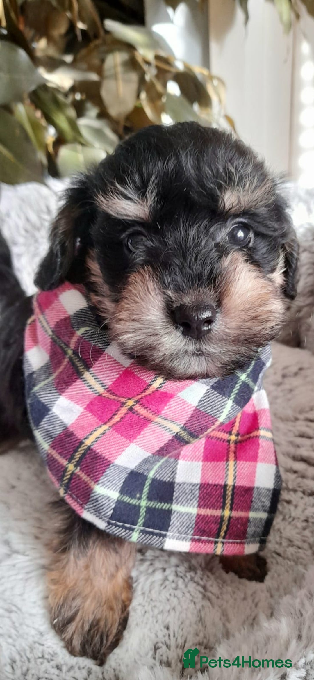 Mixed Breed dogs for sale: Adorable Scnoodle Puppies  - Image 1