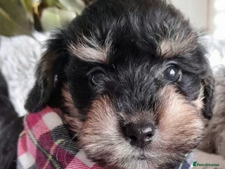 Mixed Breed dogs - Advert 1