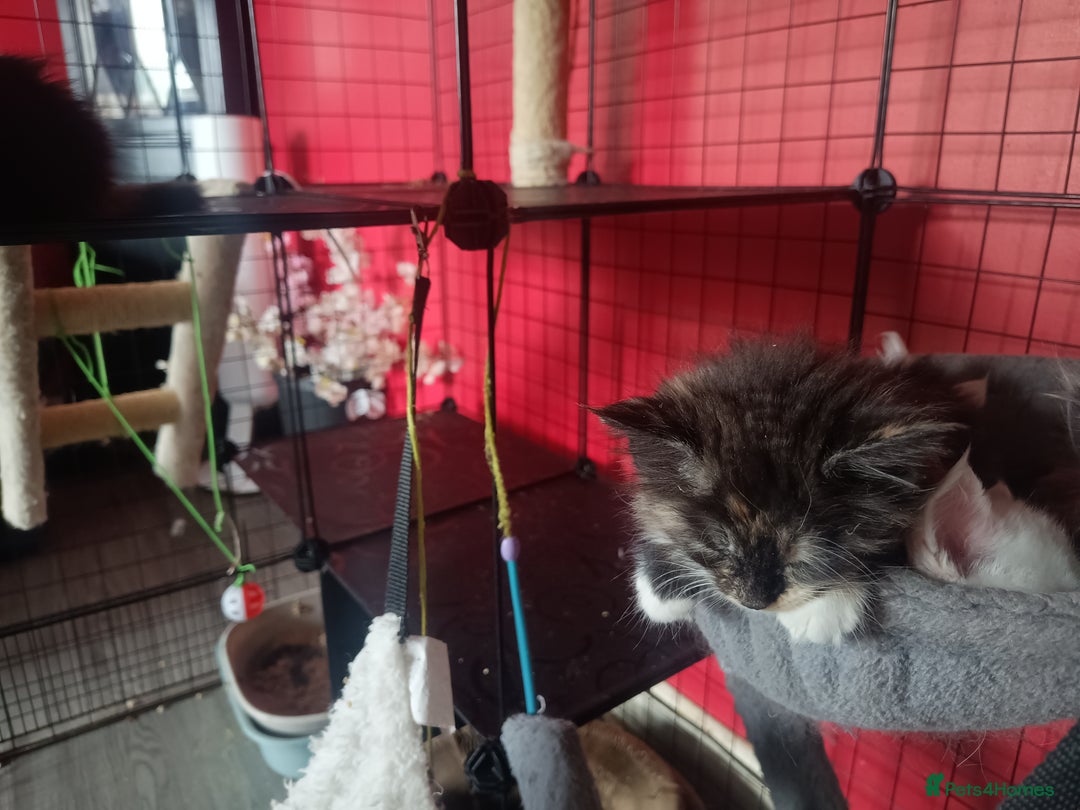 Maine Coon cats for sale: Maine Coon kittens in Manchester  - Image 25