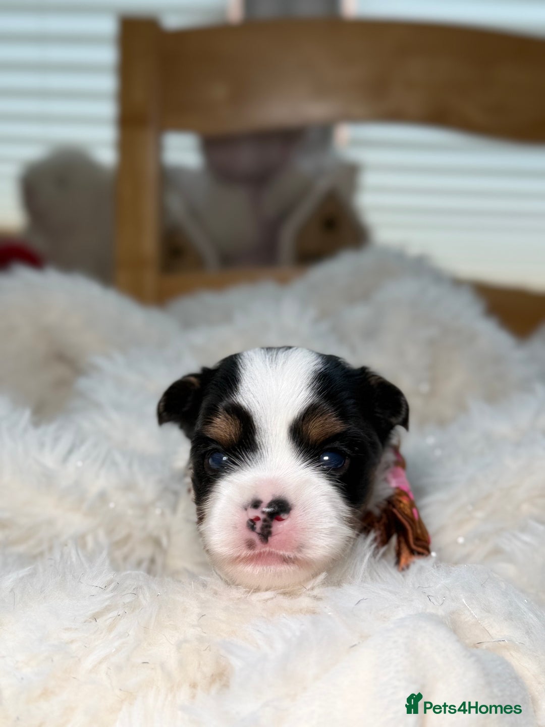 Yorkshire Terrier dogs for sale: BIEWER YORKIE PUPPIES 4 Available Licensed Breeder - Advert 21