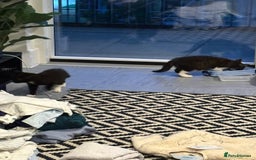 British Shorthair cats for sale: Kittens for loving homes in Welwyn Garden City - Image 13