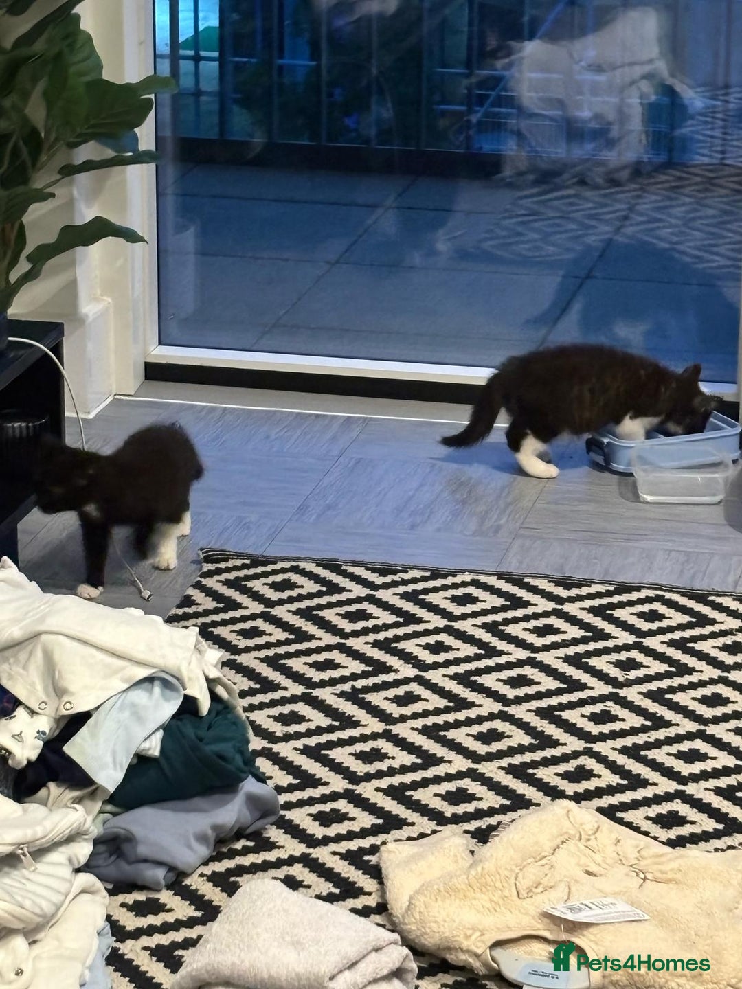 British Shorthair cats for sale: Kittens for loving homes in Welwyn Garden City - Image 13