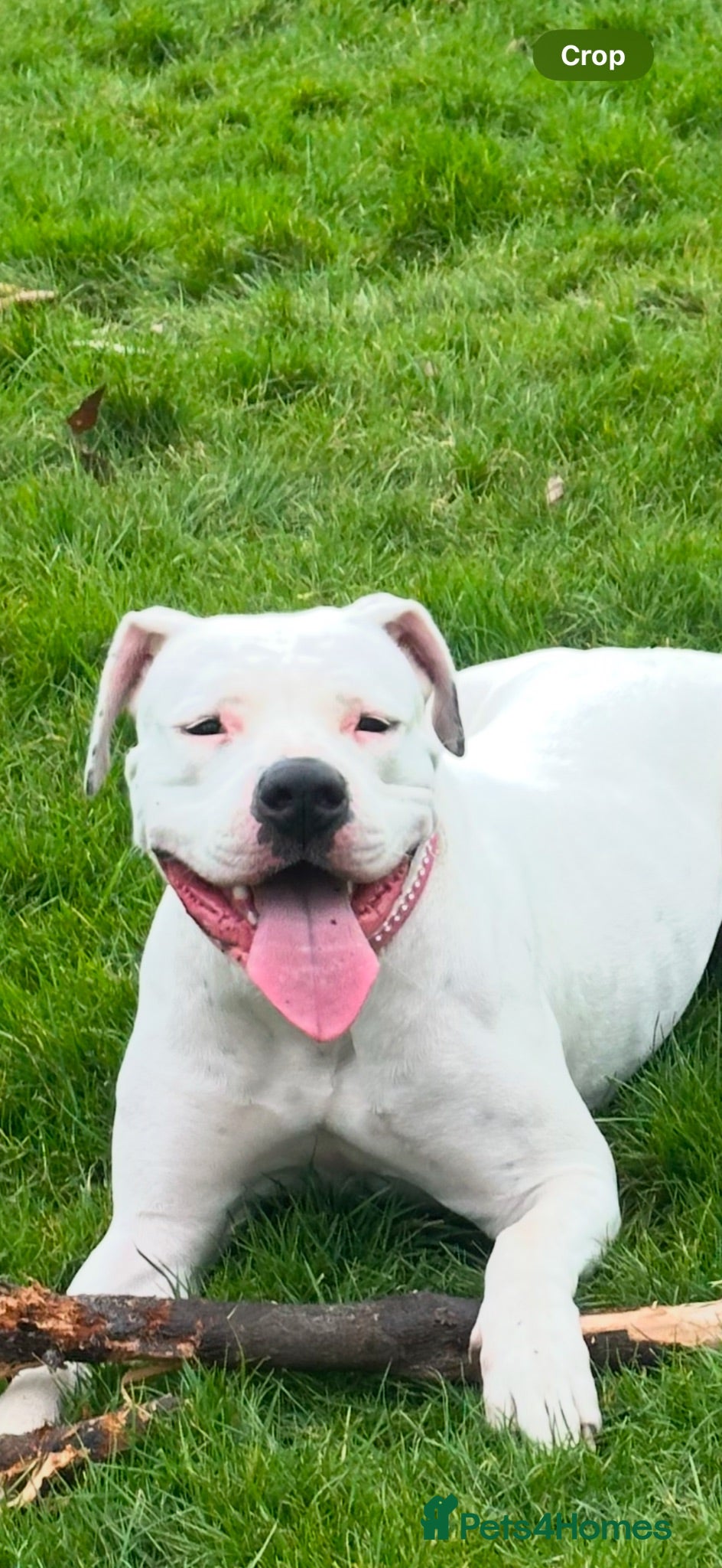 American Bulldog dogs My beautiful Bella has had her first litter - Advert 8