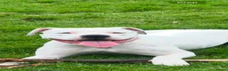 American Bulldog dogs for sale: My beautiful Bella has had her first litter in Pontefract - Advert 1