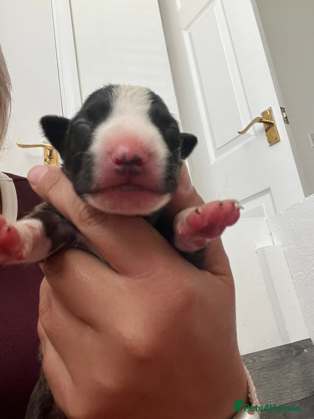 English Bull Terrier dogs for sale: Janineabullz bull terriers beautiful litter  - Image 9