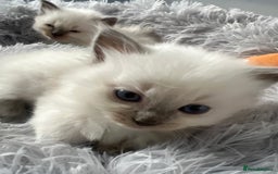 Ragdoll cats for sale: Blue colourpoint Ragdolls  - Image 16
