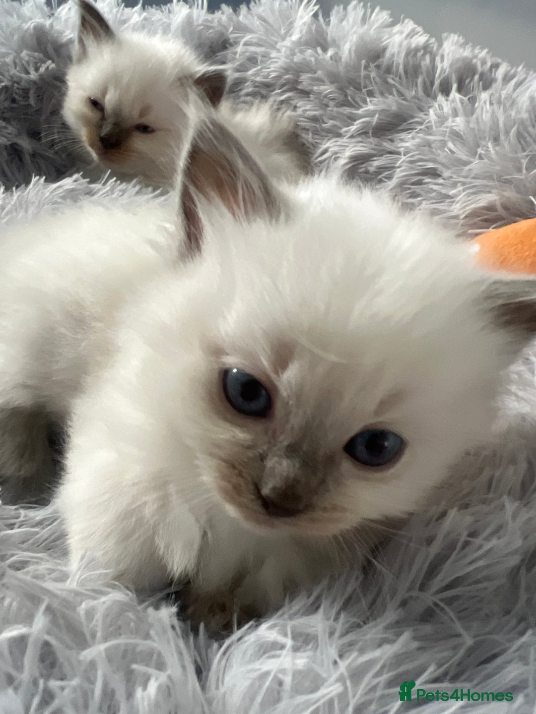 Ragdoll cats for sale: Blue colourpoint Ragdolls  - Image 16
