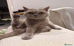 British Shorthair cats for sale: Rare lilac female British shorthair female 3 years - Image 7