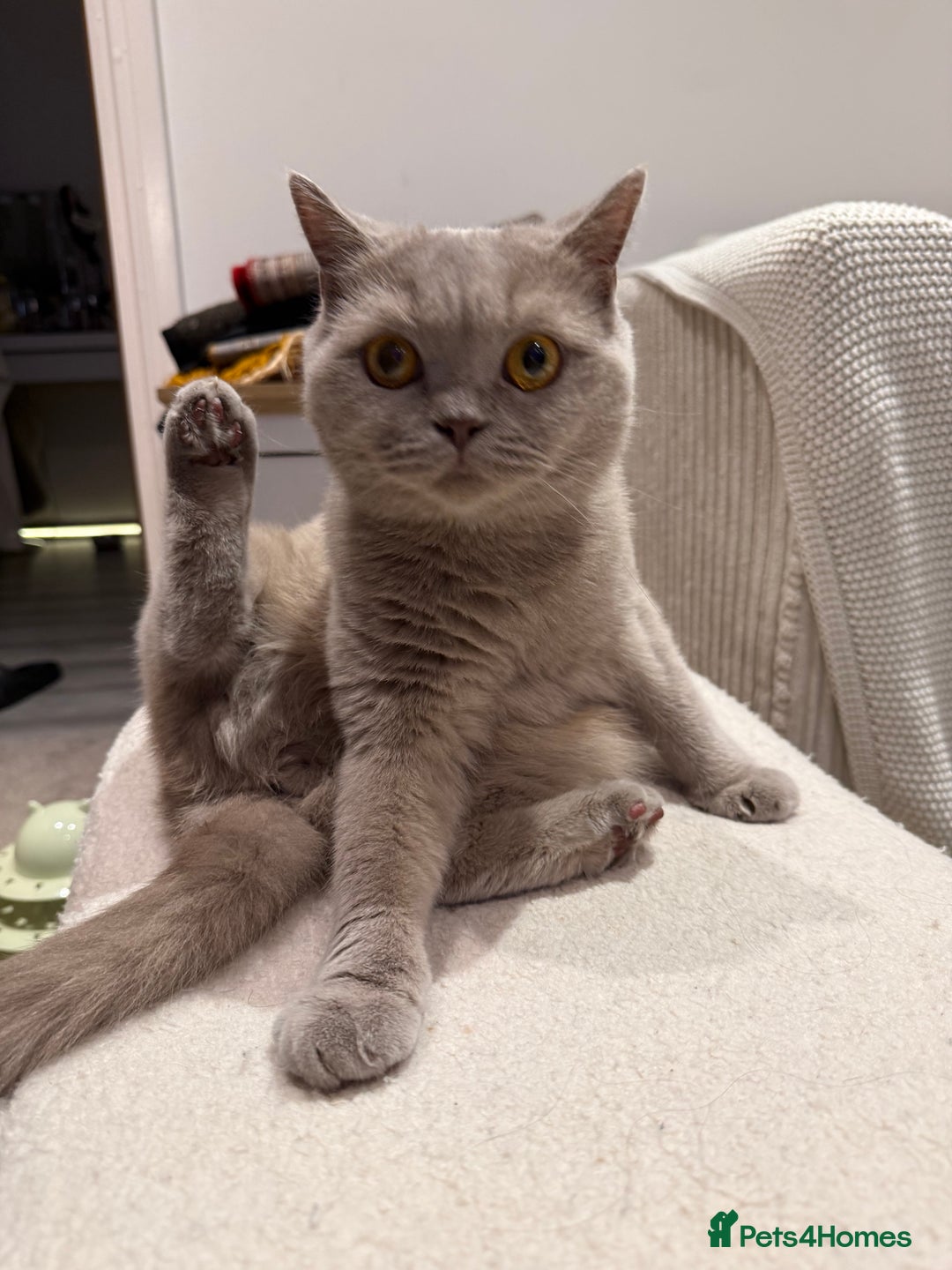 British Shorthair cats for sale: Rare lilac female British shorthair female 3 years - Image 7