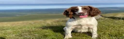 English Springer Spaniel dogs for sale: Working English springer puppies - Advert 6