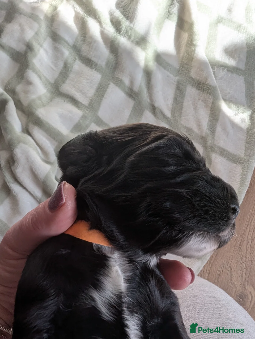 Cockapoo dogs for sale: Beautiful little of 5 Cockerpoos - Advert 26