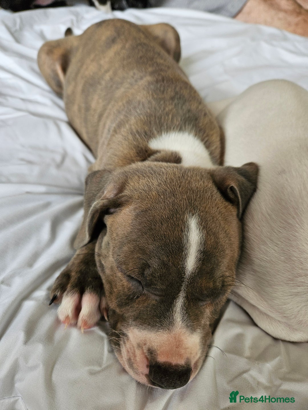 Staffordshire Bull Terrier dogs for sale: RARE CLASSIC MARKINGS - Image 6