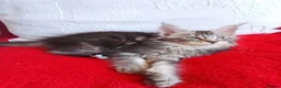 Maine Coon cats for sale: HCM/PKDef/SMA clear TICA silvers poly/non poly  - Advert 37