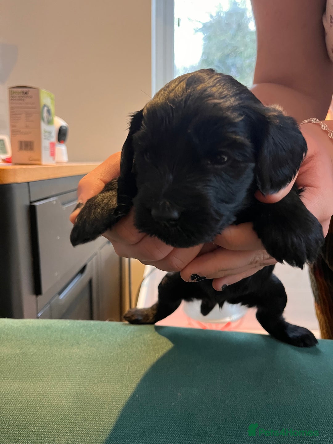 Australian Labradoodle dogs for sale: Home raised, DNA tested, Australian Labradoodles - Advert 34