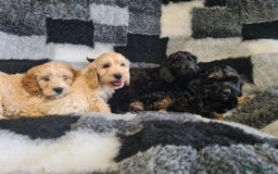 Cockapoo dogs for sale: Beautiful F1 Cockapoos- Ready Now  - Image 11