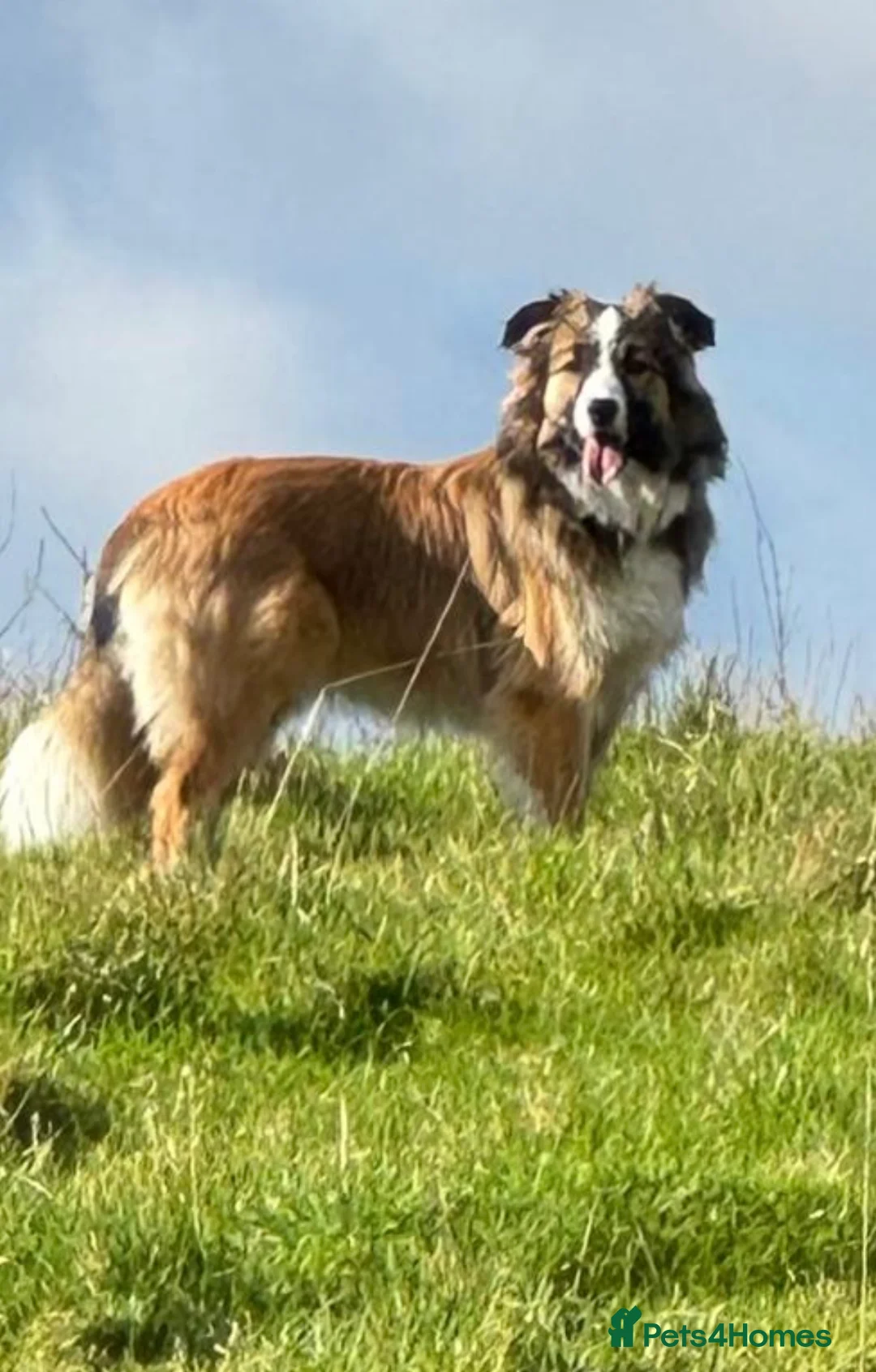 Border Collie dogs for sale: Exceptional KC Reg Border collie pups - Advert 9