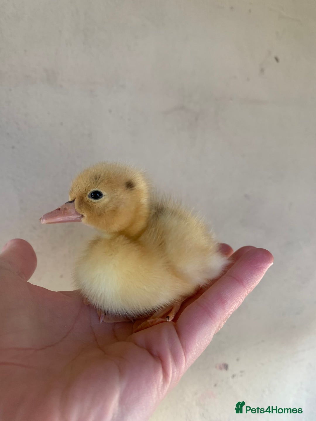 Ducks poultry for sale: Runner Ducks - Advert 4