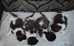 Mixed Breed cats for sale: Black and white kittens - Image 9