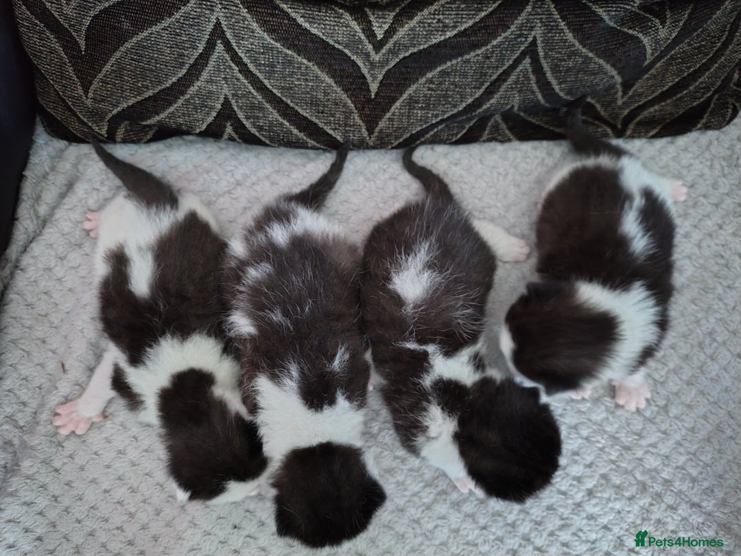 Mixed Breed cats for sale: Black and white kittens - Image 9
