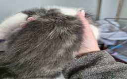 Mixed Breed cats for sale: Mixed Bengal Kittens  - Image 2