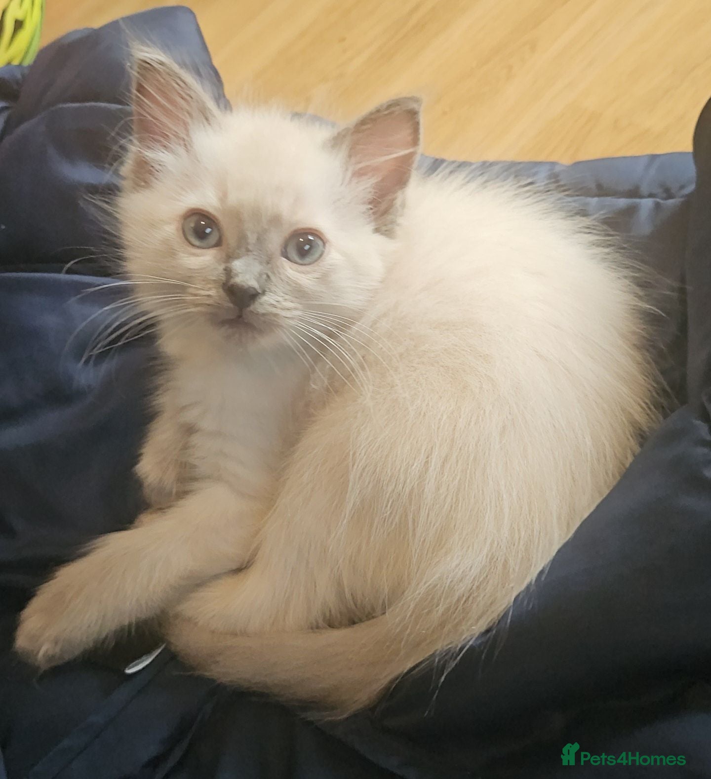 Ragdoll cats Female ragdoll kitten £750 - Advert 4