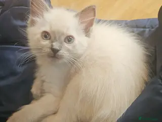 Ragdoll cats Female ragdoll kitten £750 - Advert 4