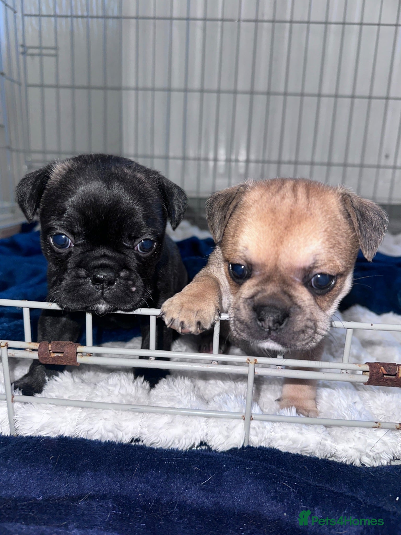 Frug dogs Frugs for sale **REDUCED** - Advert 3