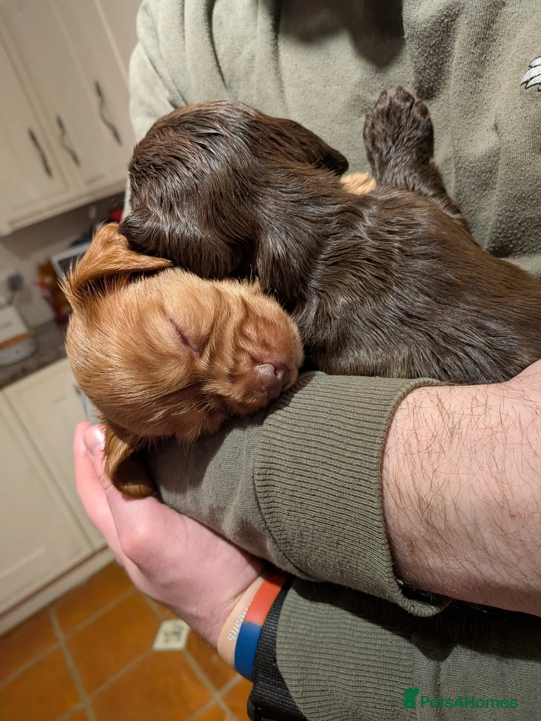 Cocker Spaniel dogs for sale: 1 RED FEMALE KC DNA CLEAR PUP  - Advert 5