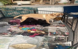 Labradoodle dogs for sale: Labradoodles x2 boys. Alloa - Image 11