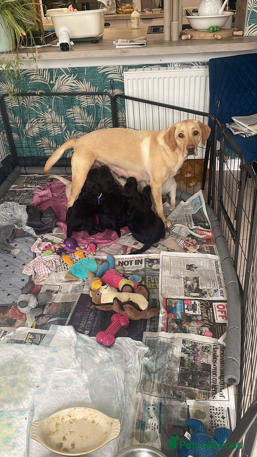 Labradoodle dogs for sale: Labradoodles x2 boys. Alloa - Image 11