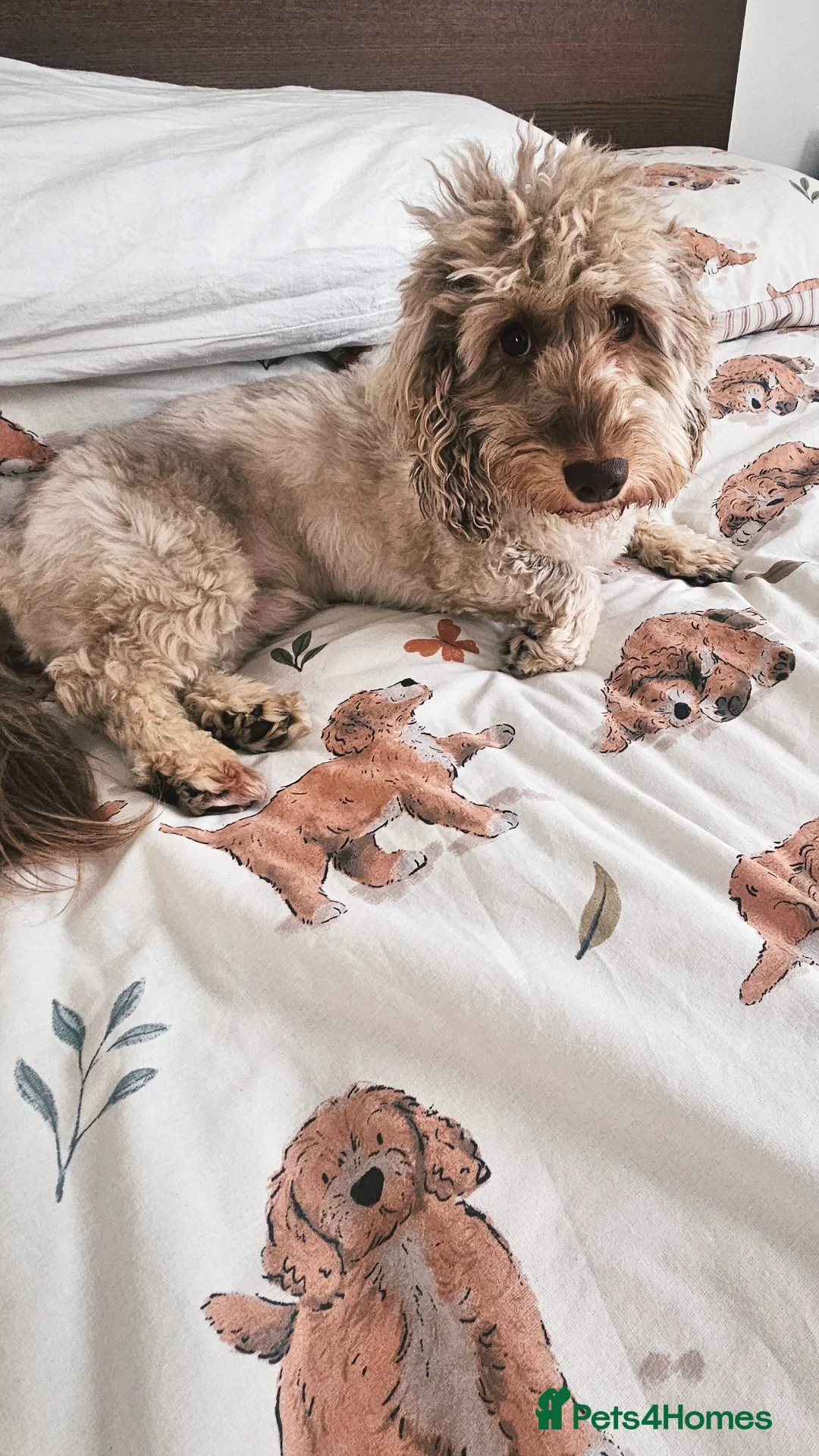Miniature Dachshund dogs for stud: Handsome Mini Daschund for Stud - Image 3