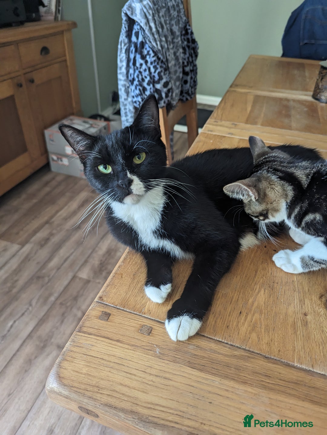 Domestic Shorthair cats for sale: Kittens for rehoming  - Image 7